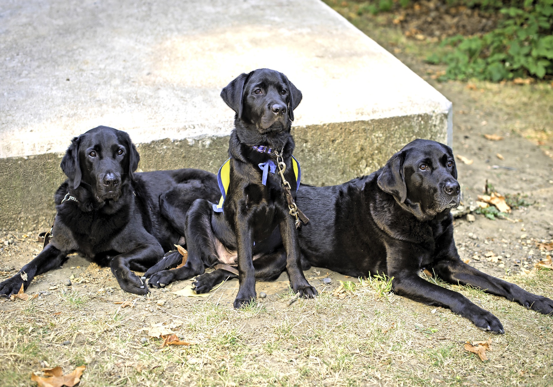 three-generations-of-service-dogs-3680824_1920