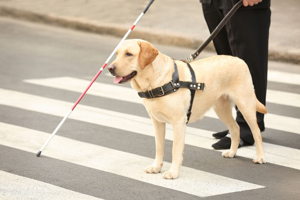 Guide-dog-helping-blind-man-on-pedestrian-crossing-web